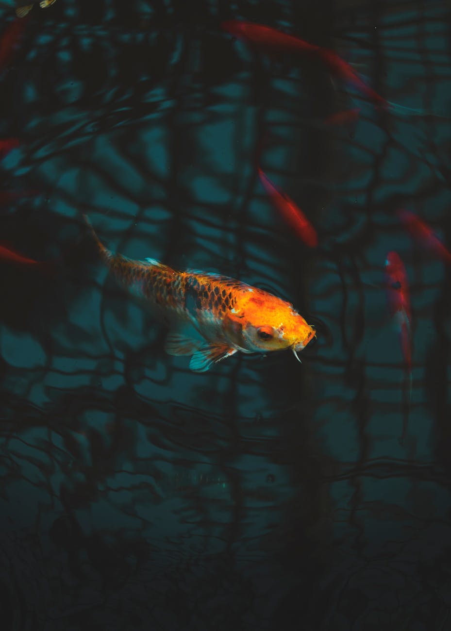 close up photo of koi fish