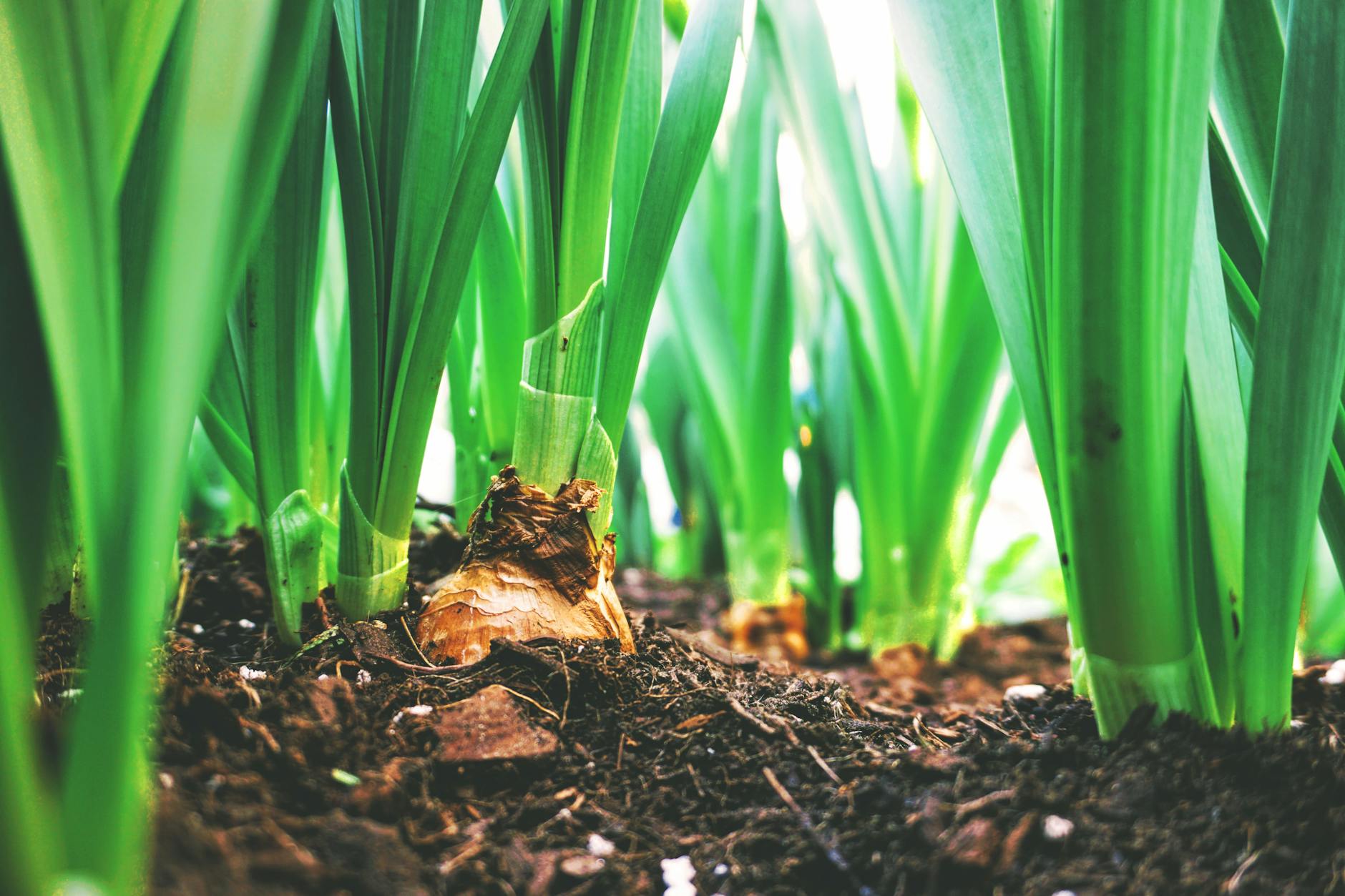 close up photo of plants