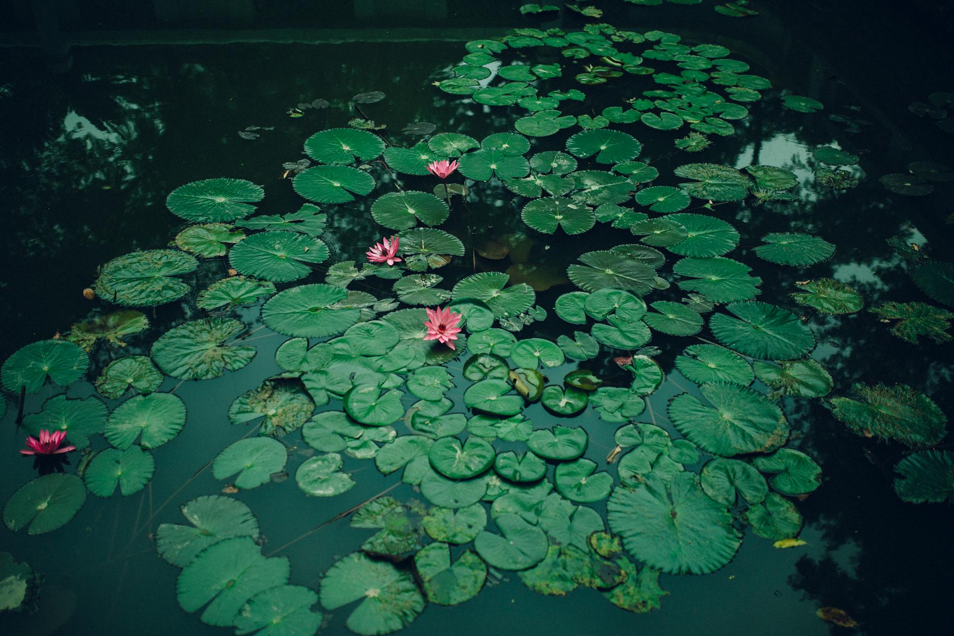 lily pads